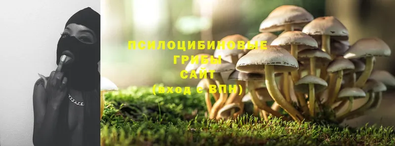 мориарти телеграм  Кемь  Псилоцибиновые грибы MAGIC MUSHROOMS 